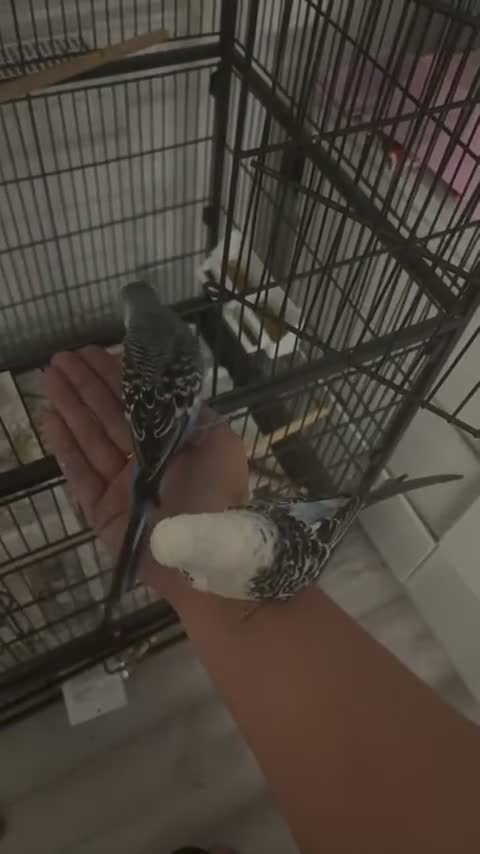 Budgerigars birds for sale: 2 male bonded budgies - Video 3