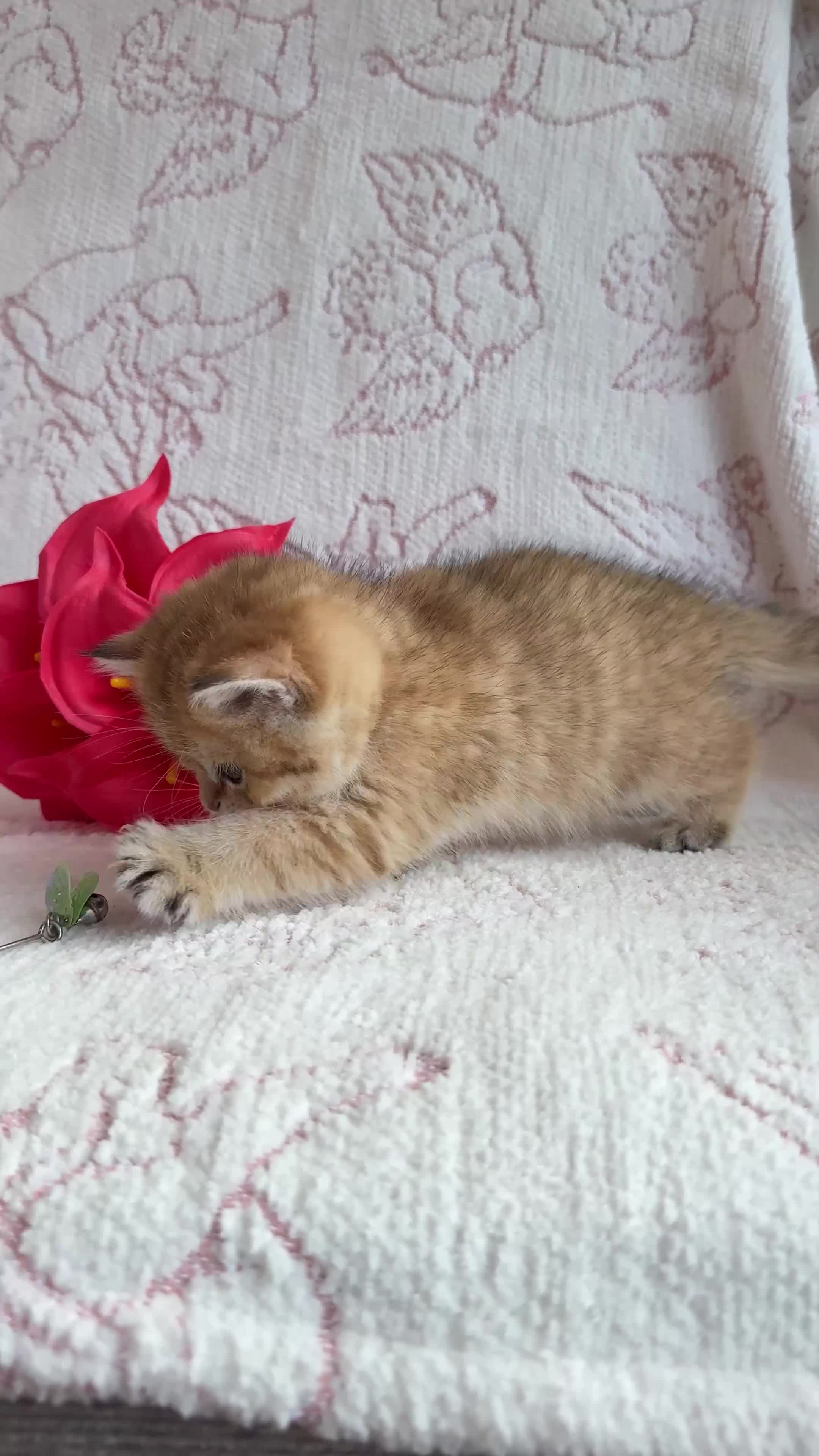 British Shorthair cats for sale: British shorthair available 🦁 - Video 3
