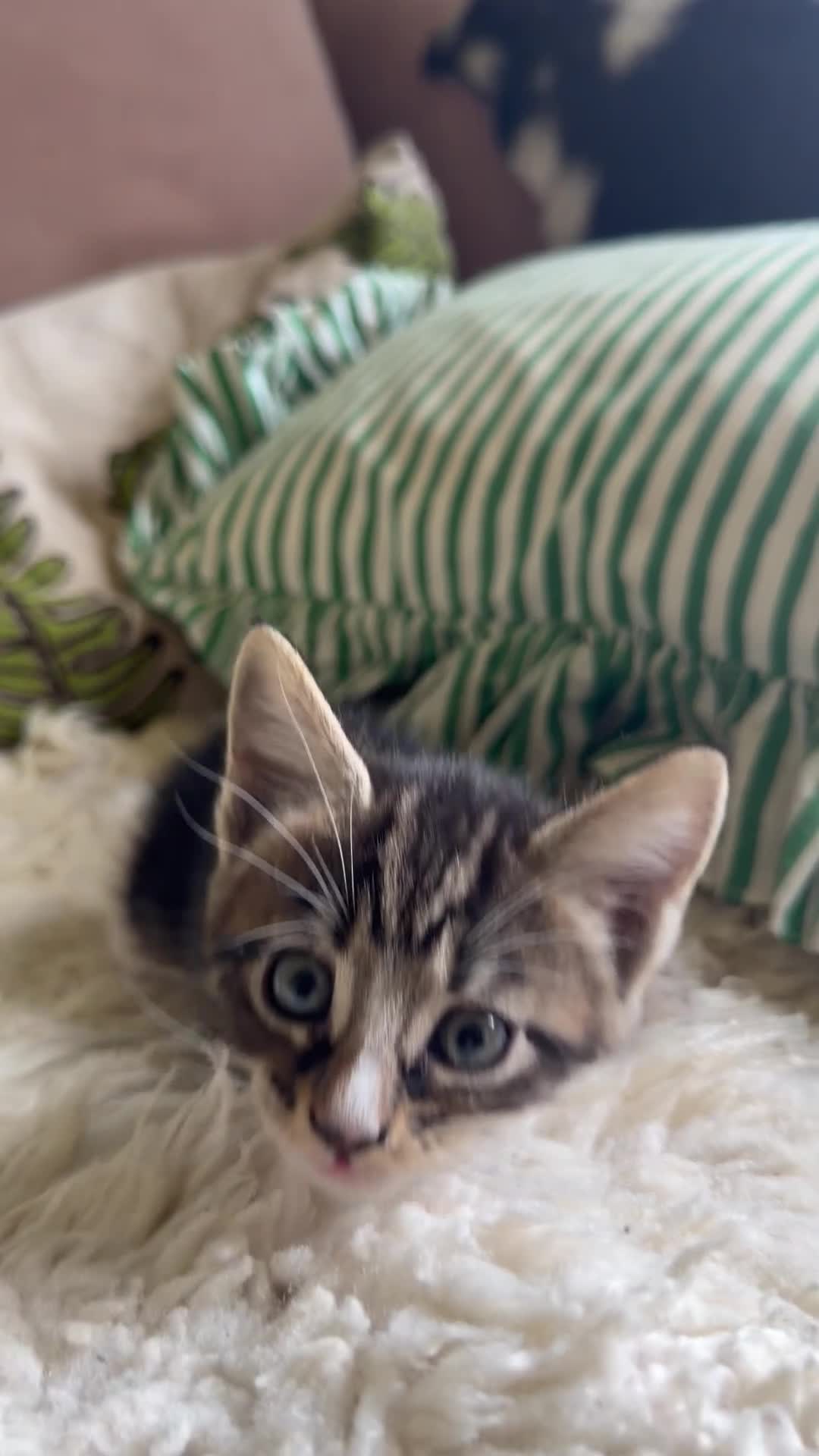 Mixed Breed cats for sale: Maine Coon X - Video 2