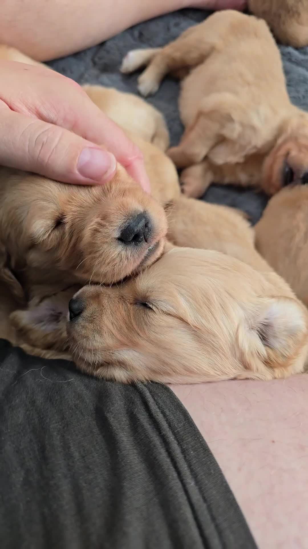 Golden Retriever dogs for sale: 9 Golden Retriever Pups, AKA fluffy bundles of joy - Video 2
