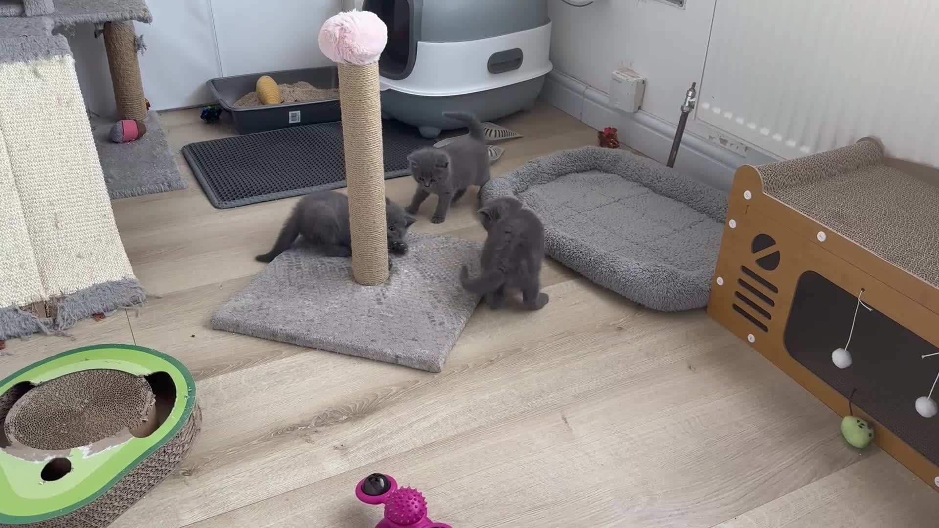 British Shorthair cats for sale: British shorthair kittens “Ready now” - Video 3