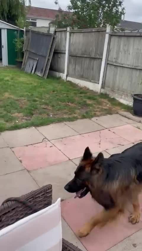 German Shepherd dogs for sale: Kc-registered German shepards puppies for sale - Video 1