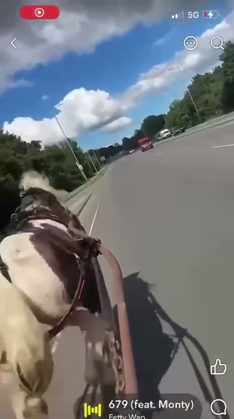 Polish Halfbred horses for sale: 14hh 5 year old gelding ride and drive  - Video 4