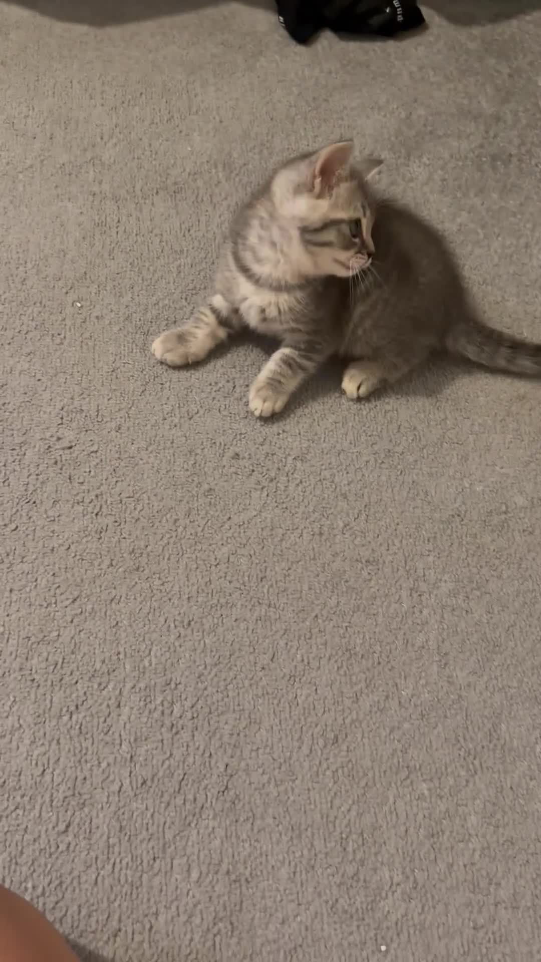 British Shorthair cats for sale: British shorthair  - Video 2