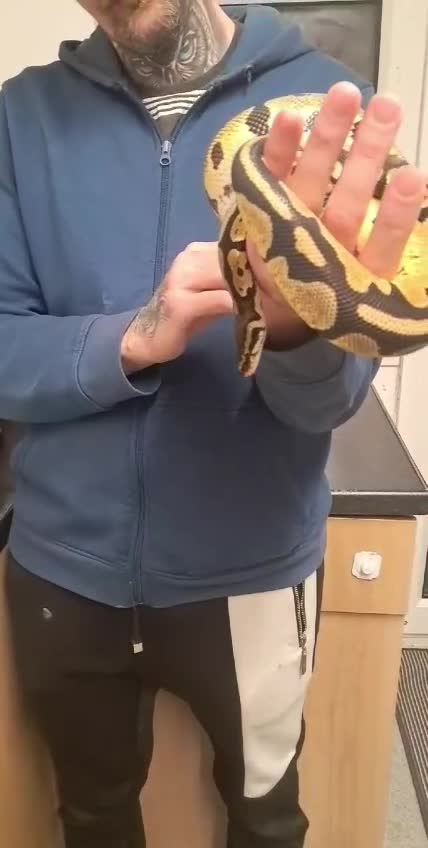 Python Snake reptiles for sale: Royal python  - Video 1
