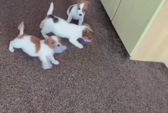 Jack Russell dogs for sale: Miniature Jack Russell Puppies… - Video 1