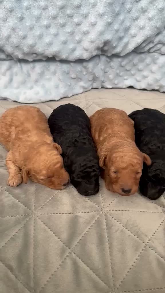 Toy Poodle dogs for sale: KC Registered Miniature Toy Poodle Puppies forSale - Video 3