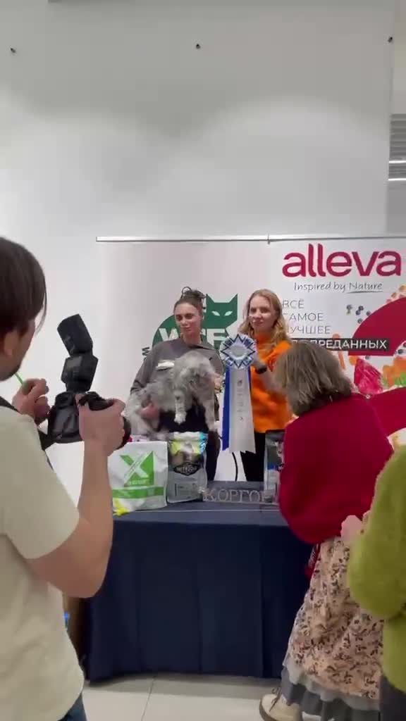 Maine Coon cats for stud: Exceptional CHAMPION Russian import - FOR STUD! in Halifax - Video 1