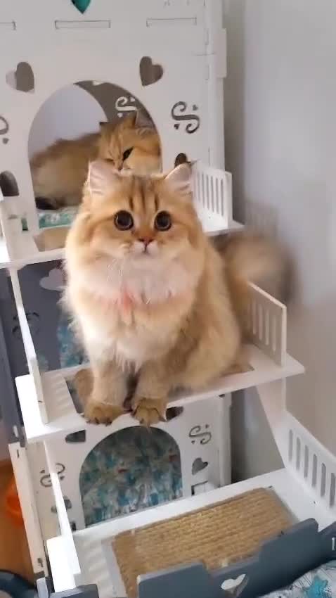 British Longhair cats for sale: Purebred British Longhair Female  - Video 2