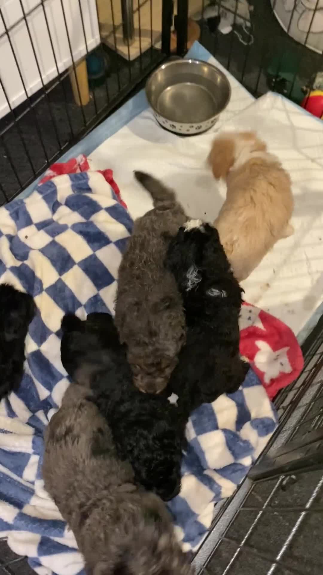 Toy Poodle dogs for sale: Beautiful Toy Poodle Pups  - Video 1