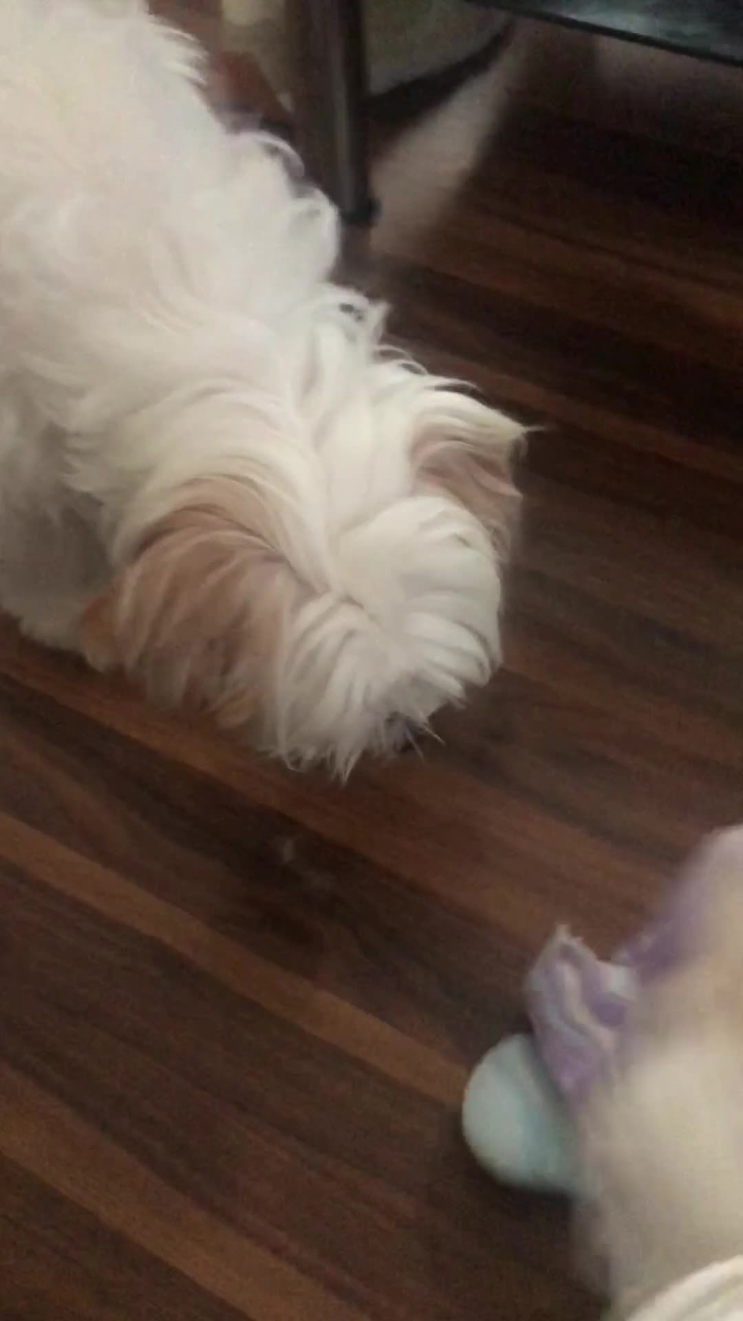 Mixed Breed dogs for sale: Mixed breed puppies for sale (9 months old) - Video 1