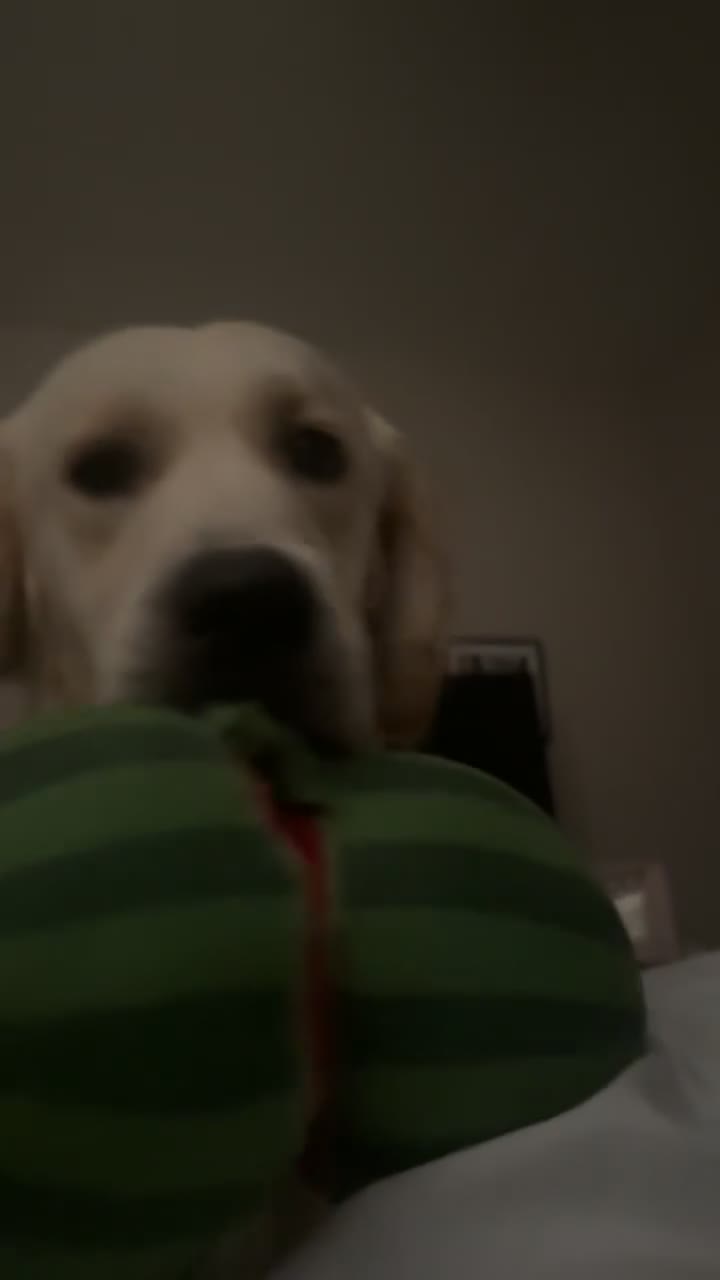 Golden Retriever dogs for sale: Golden Retriever  in Pontypool - Video 1