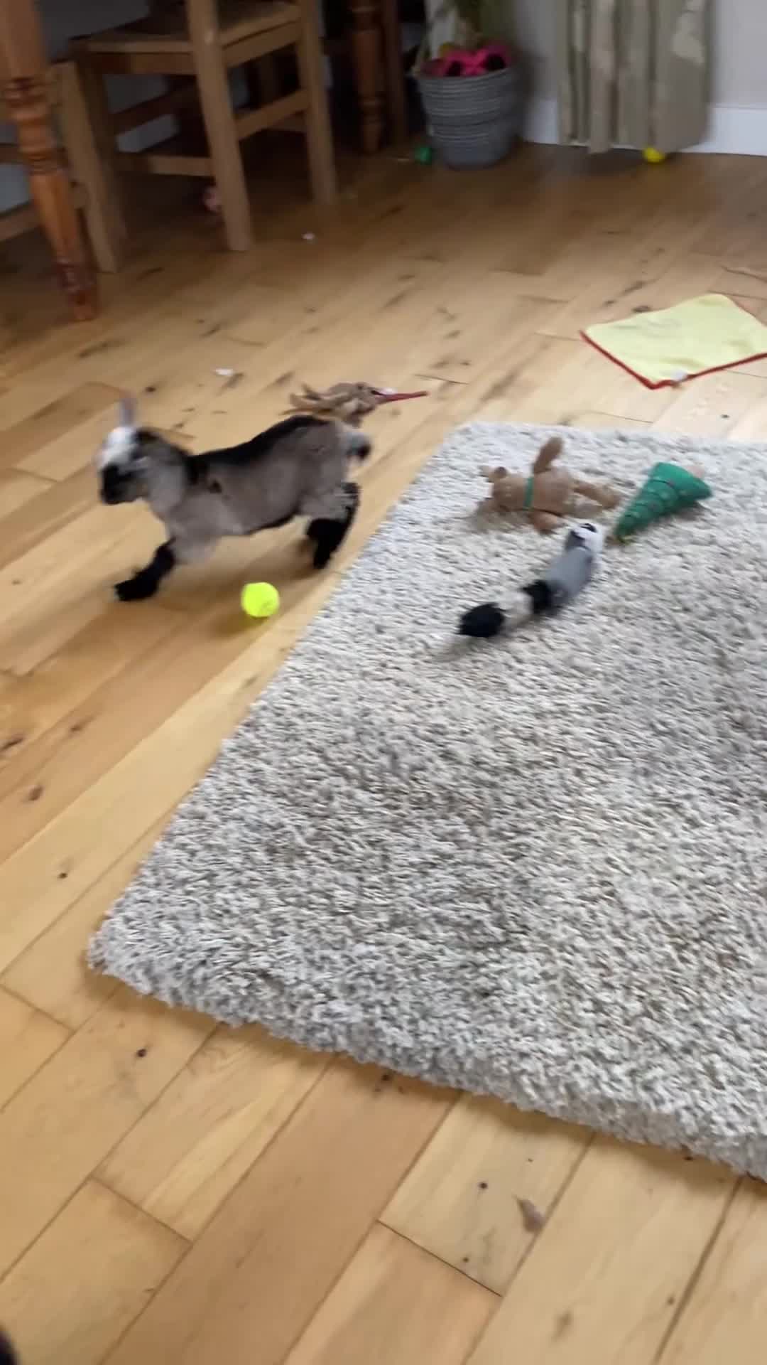 Goats livestock for sale: GORGEOUS NEW BORN BABIES AND FRIENDLY PET WETHERS  - Video 1