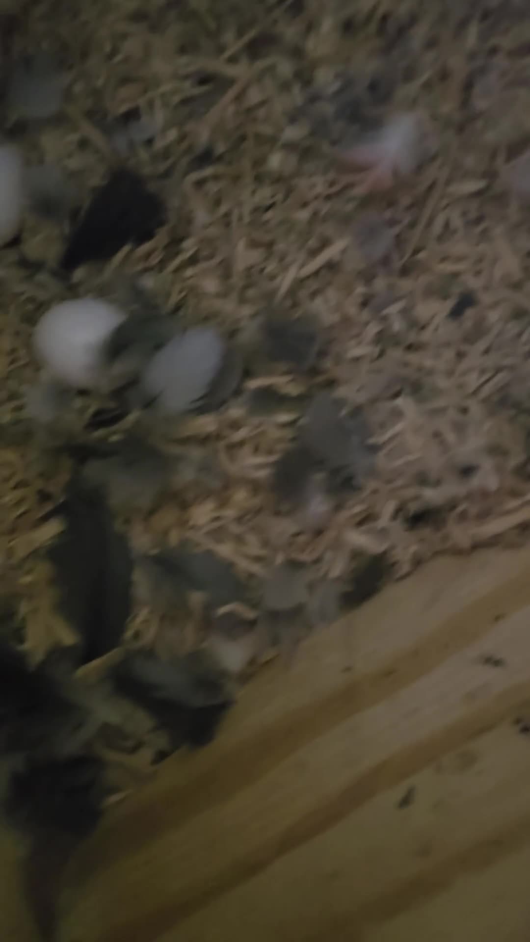 Parrots birds for sale: Proven pair of african grey  - Video 1