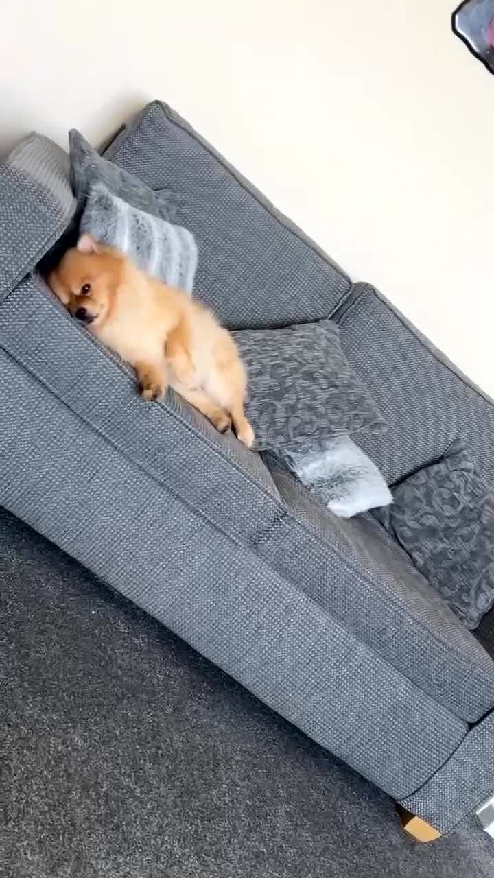 Pomeranian dogs for stud: Pomerian  - Video 2