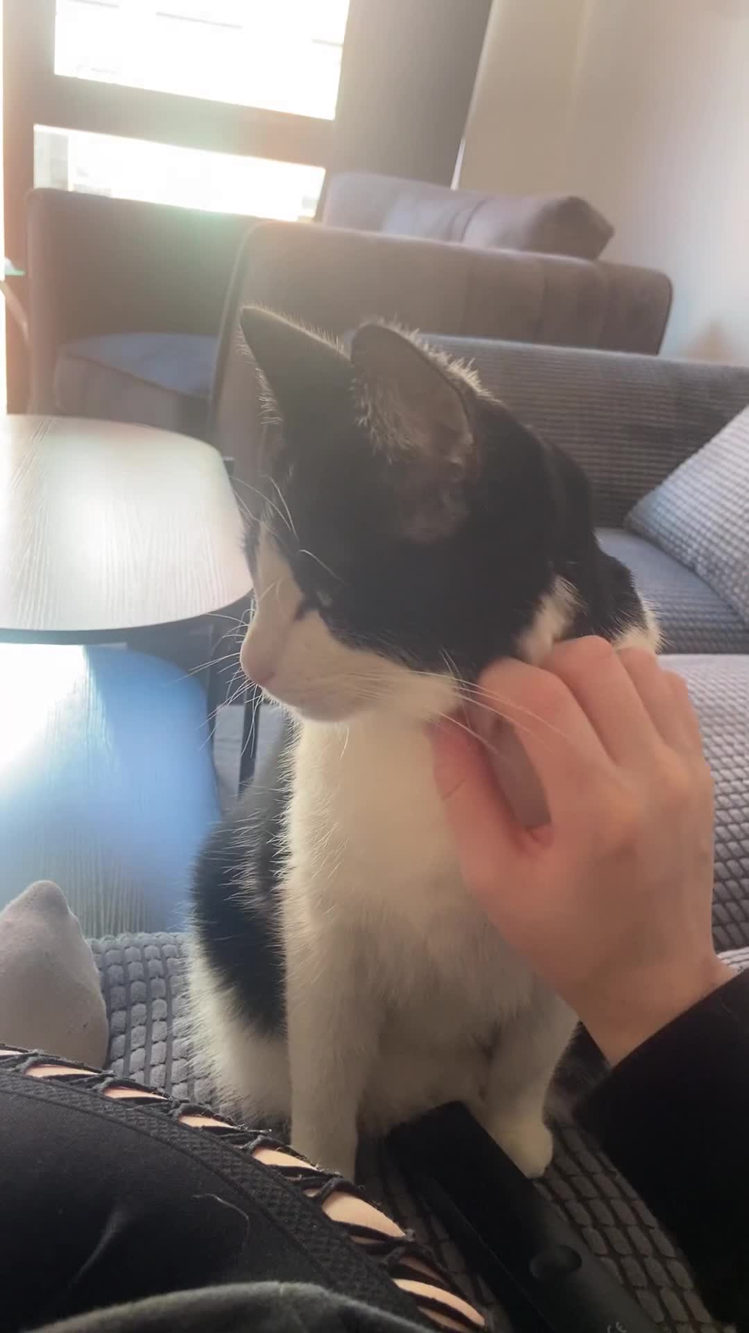 Mixed Breed cats for sale: Black and white tuxedo male  - Video 2
