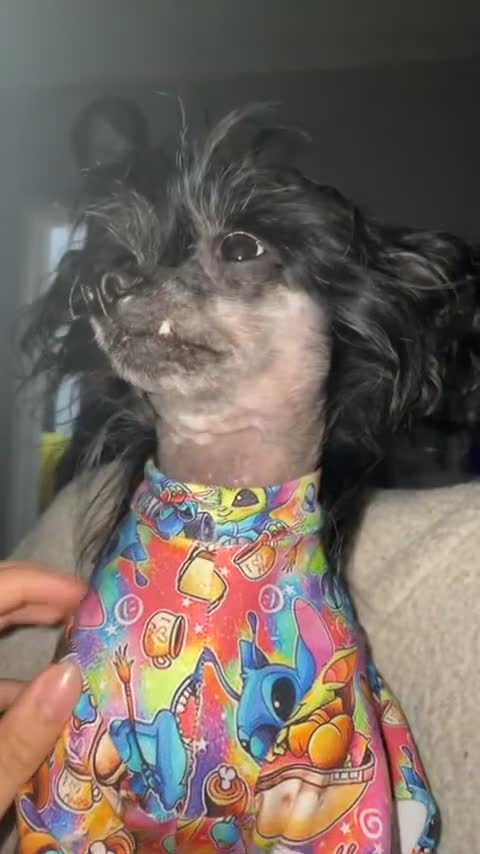 Chinese Crested dogs for sale: Chinese crested sisters in Rotherham - Video 2