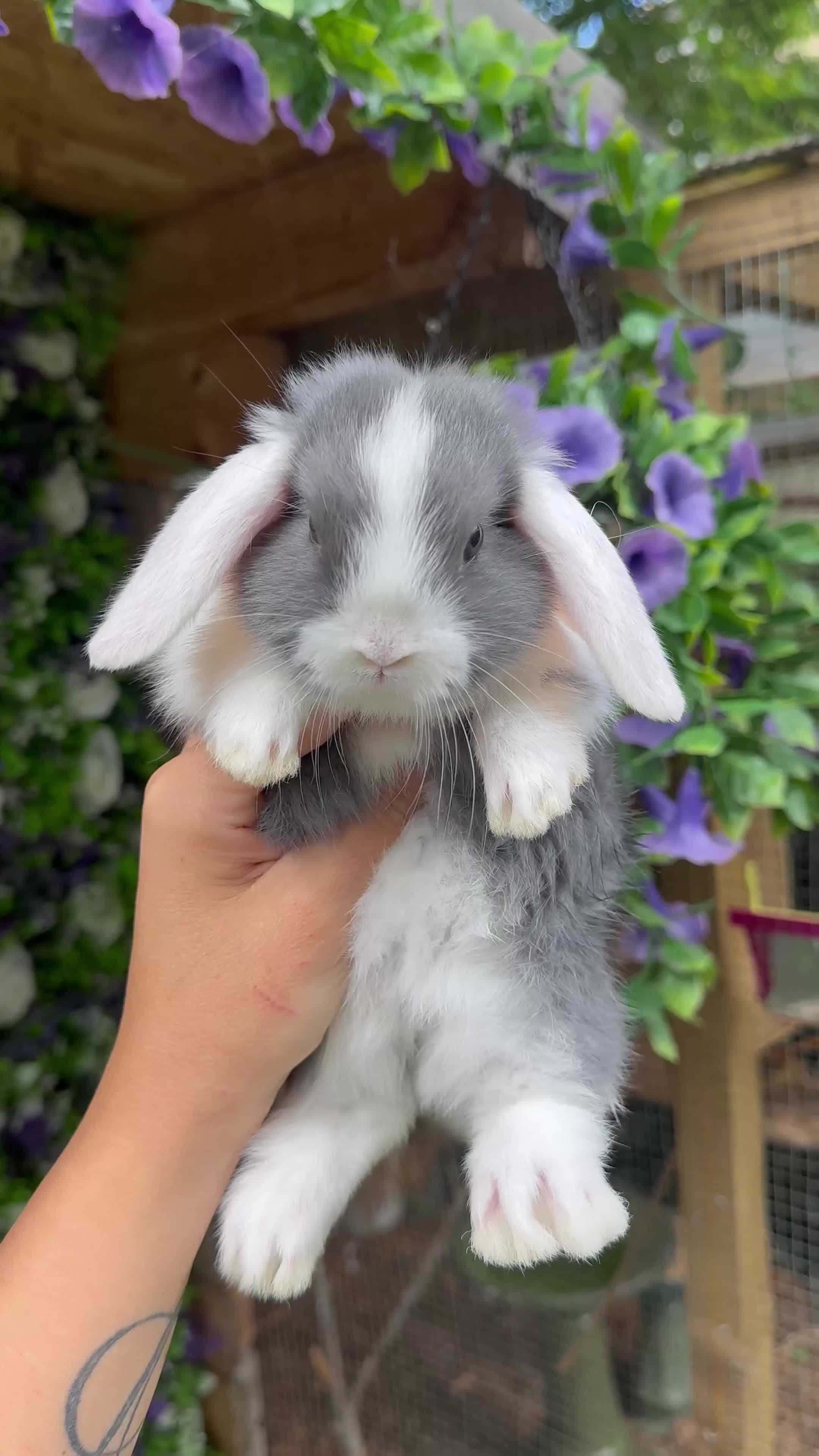 Mini Lop rabbits for sale: Cutest Baby Mini Lop Bunny’s  - Video 2