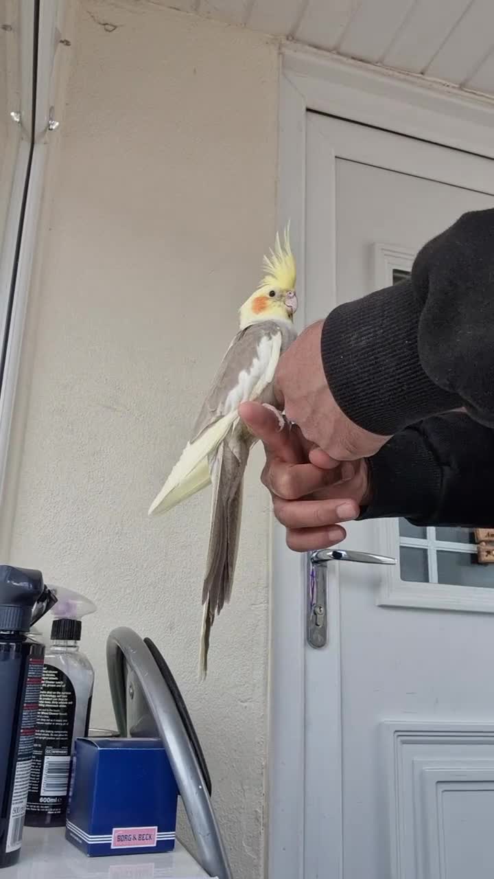 Cockatiels birds for sale: Super Hand Tamed cockatiel for sale  - Video 1