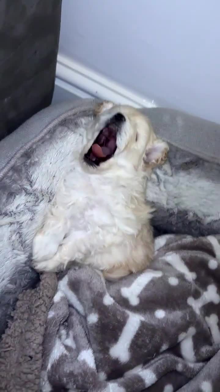 Pomapoo dogs for sale: 2 adorable boy pomapoo’s  - Video 3