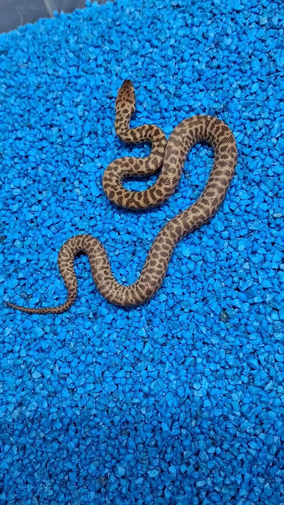 Python Snake reptiles for sale: Children's Python's Het T+Albino - Video 1