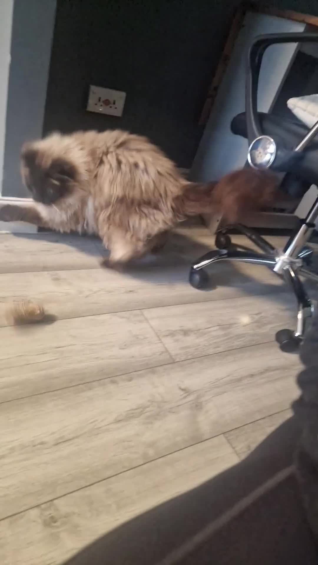 Ragdoll cats for sale: 7 year old Ragdoll male cat in Driffield - Video 2