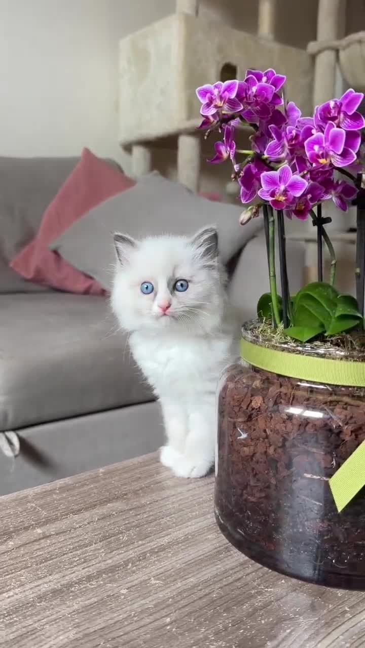 Ragdoll cats for sale: Exceptional quality ragdolls  - Video 3