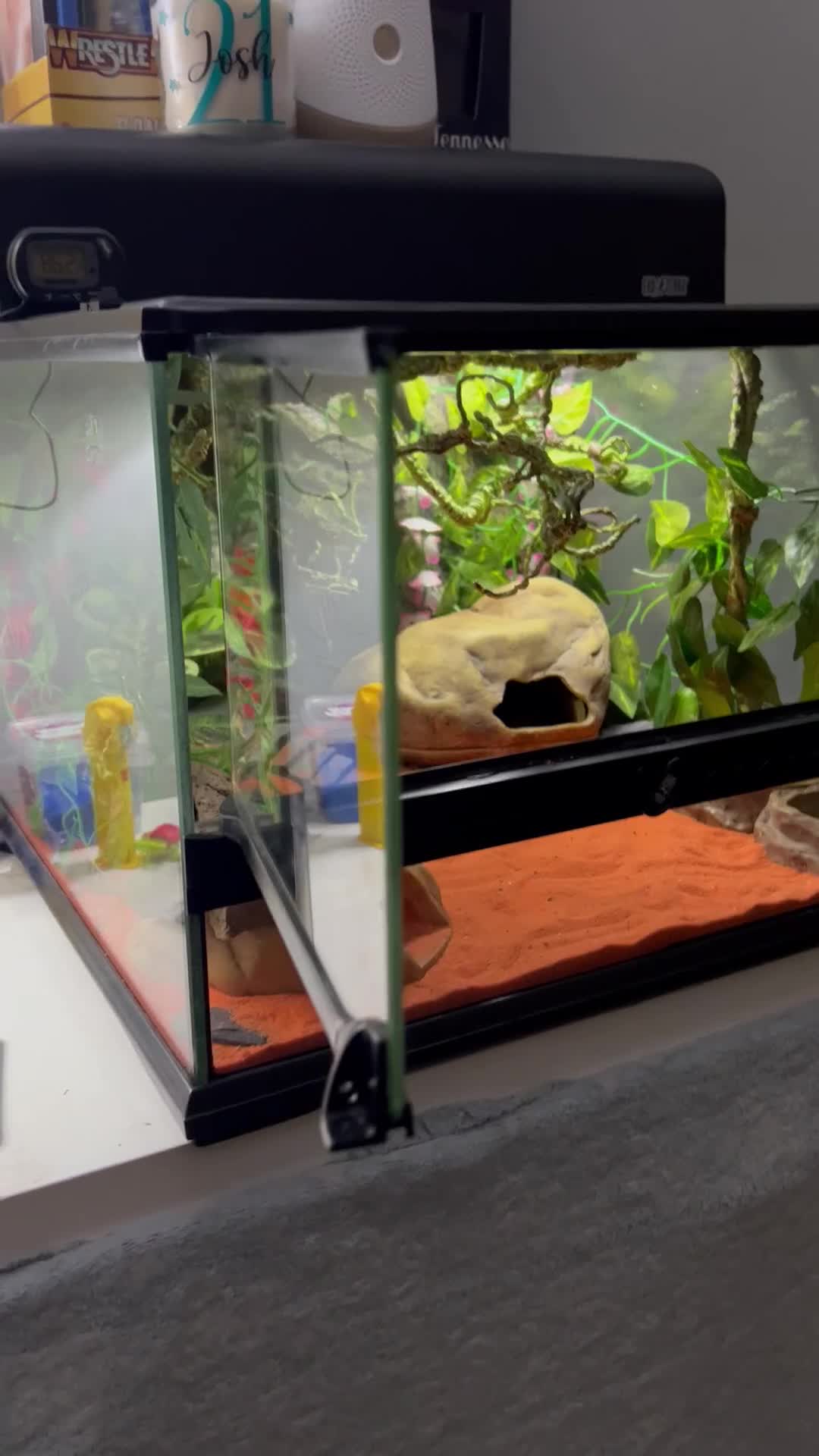 Leopard Gecko reptiles for sale: Leopard gecko & full set up exo terra 45x45x30cm.  - Video 1