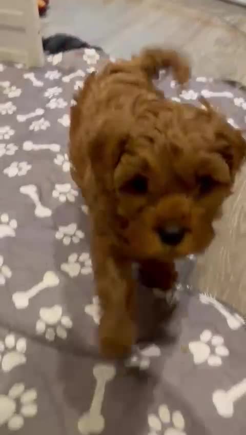 Cavapoo dogs for sale: Cavapoo puppies for sale - Video 1