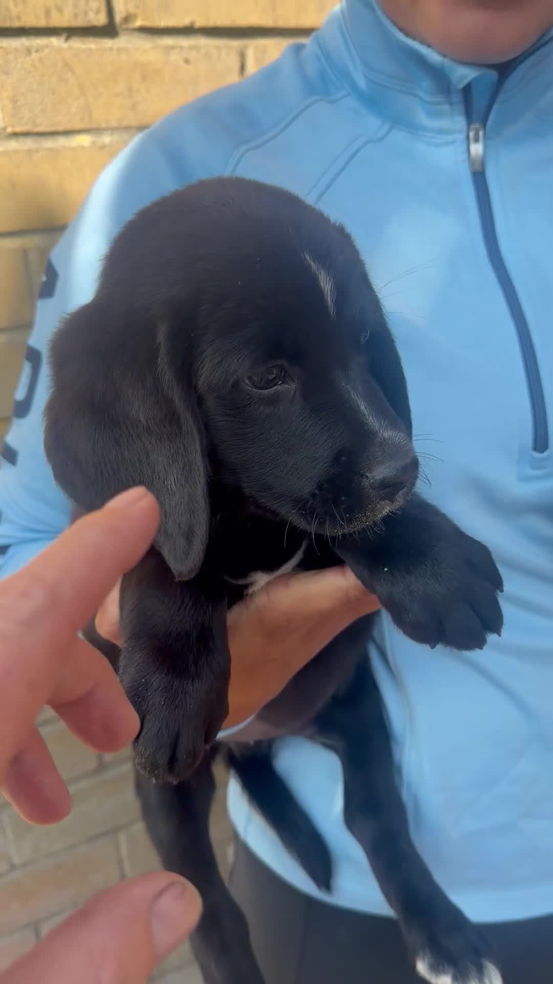 Mixed Breed dogs for sale: Gorgeous chunky Labernese pups   - Video 2