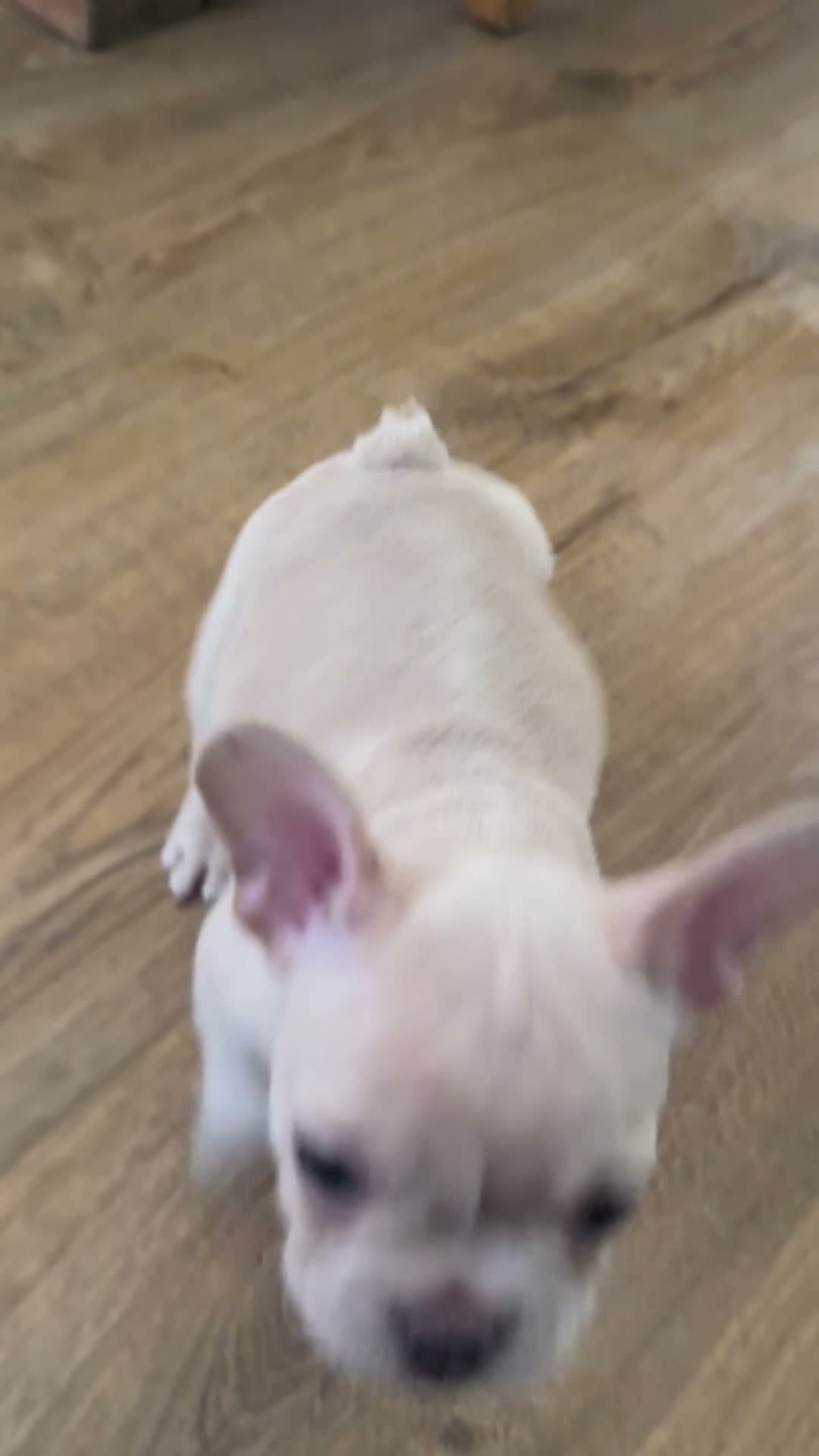 French Bulldog dogs for sale: Beautiful KC reg Cream Girl - Video 1