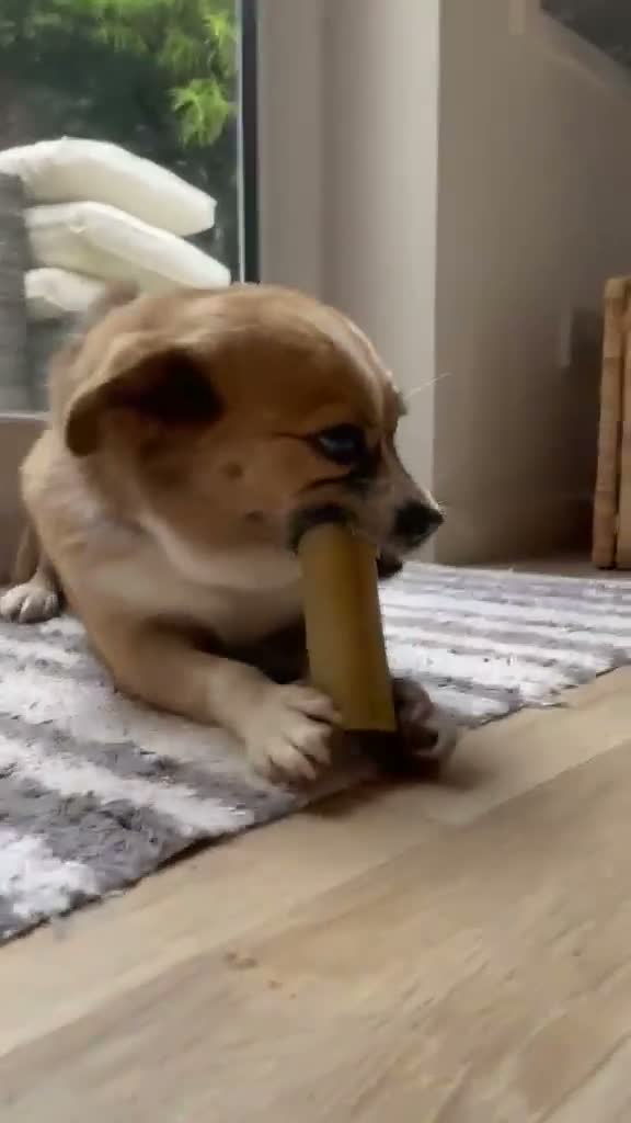 Mixed Breed dogs for adoption: TORRA - FOR ADOPTION  in Bath - Video 1