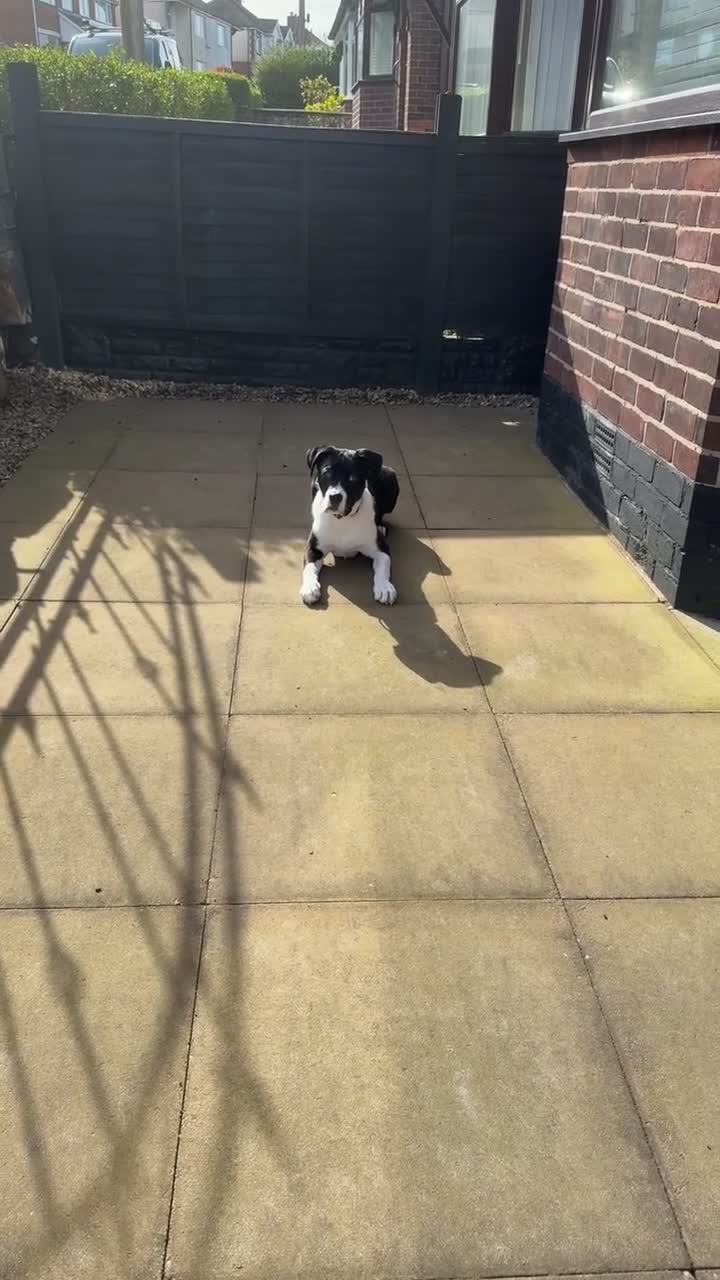 Mixed Breed dogs for sale: Cane corso for 5star home - Video 1