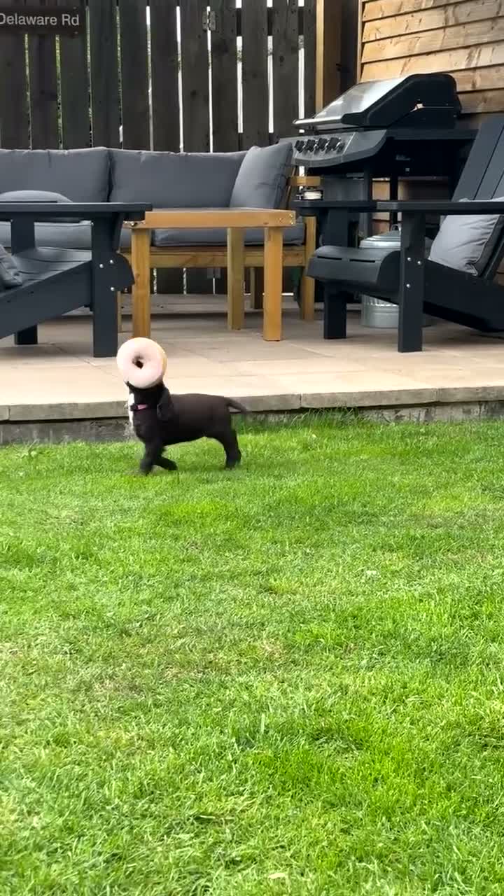 Cocker Spaniel dogs for sale: Cocker spaniel puppy - Video 2