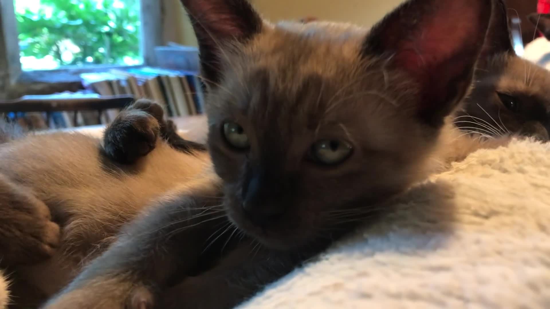 Burmese cats for sale: Exquisite Tonkdolls - Video 2