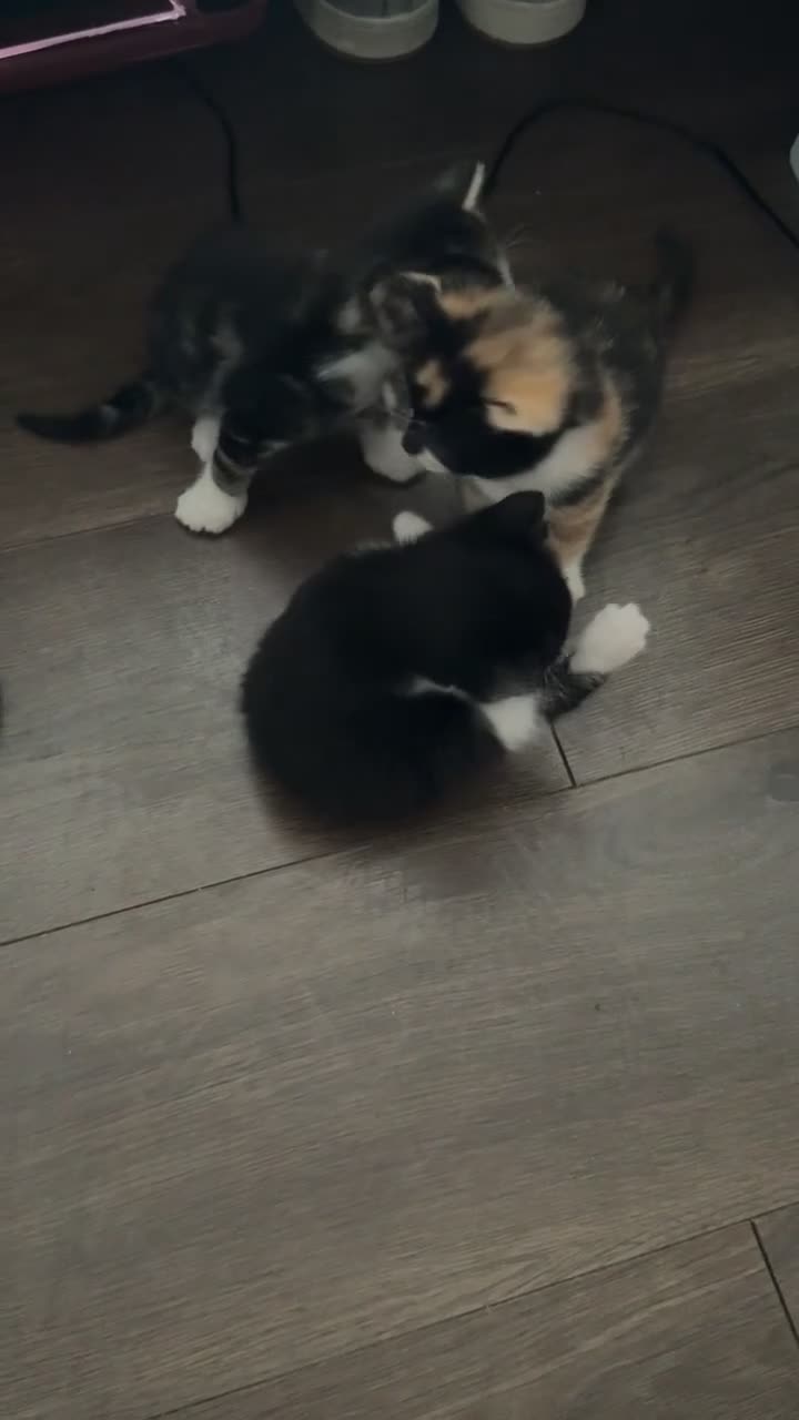 Mixed Breed cats for sale: 3 mix breed kittens  - Video 1