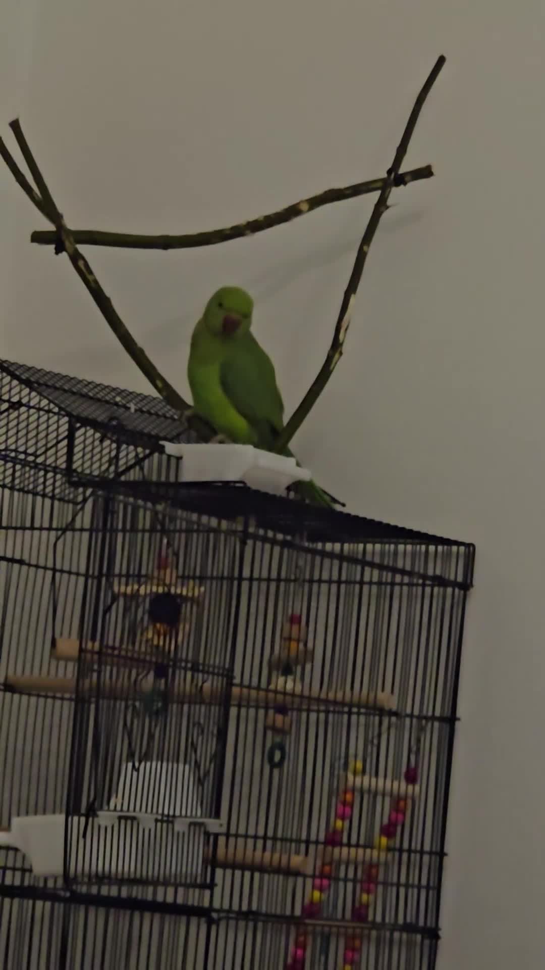 Parrots birds for sale: Indian green neck parrot in Hitchin - Video 1