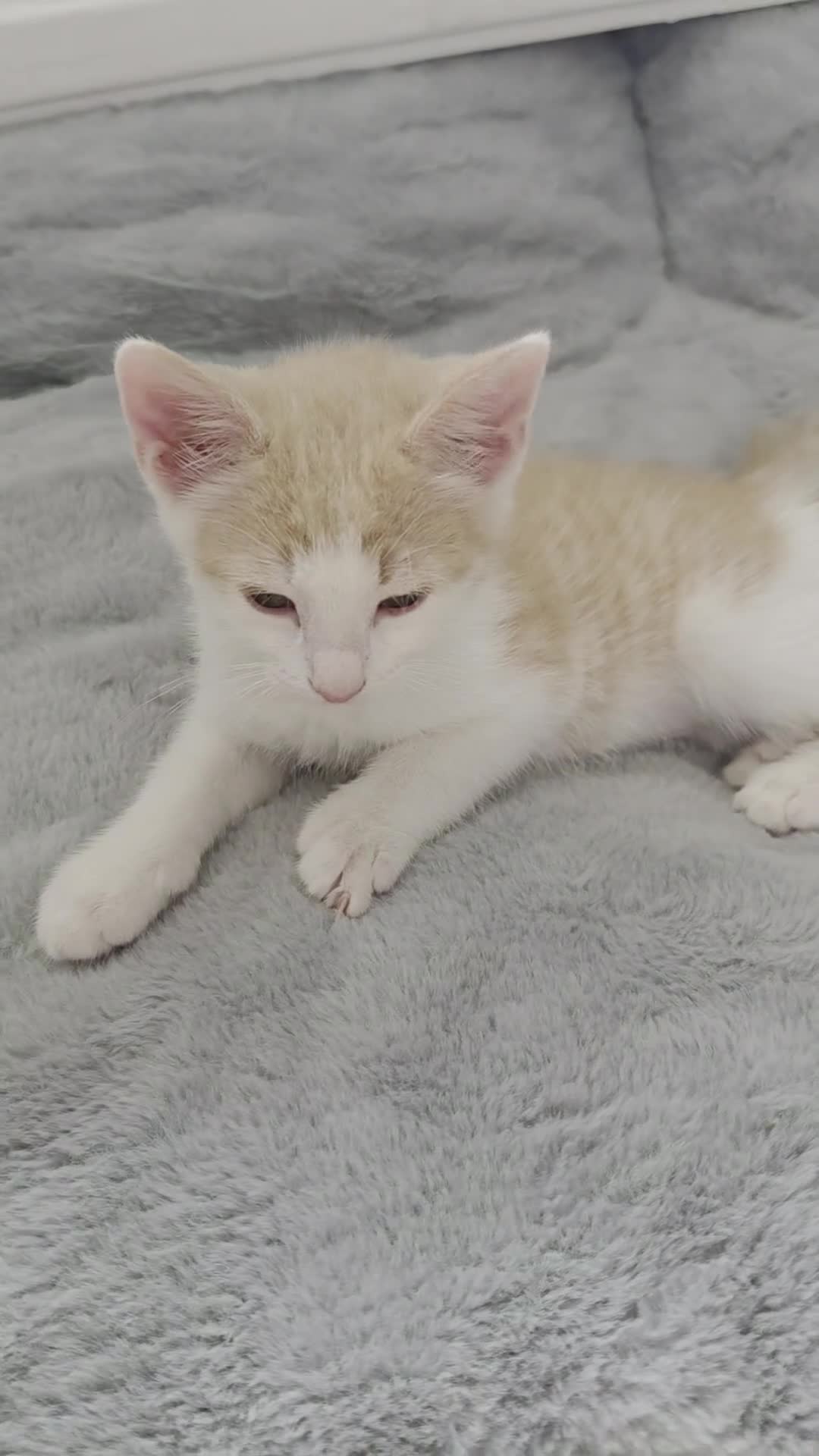 Ragdoll cats for sale: Beautiful ragdoll X - Video 5