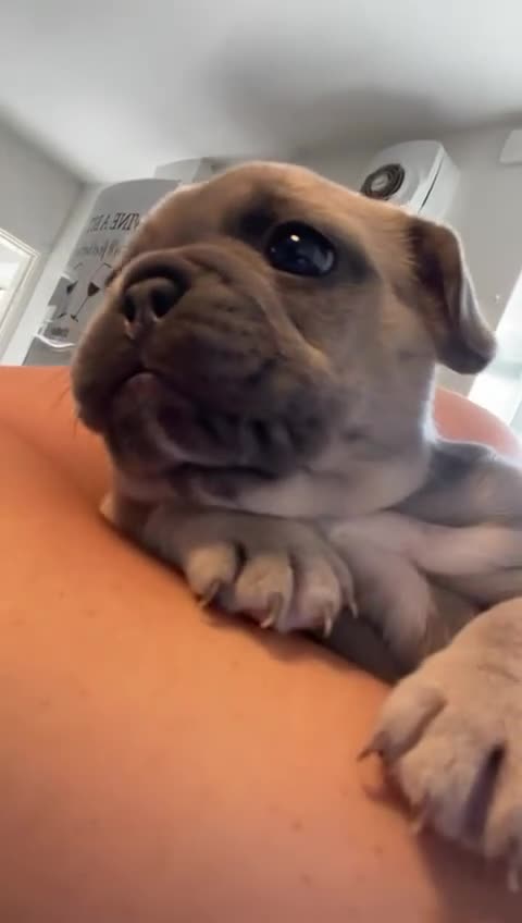 French Bulldog dogs for sale: French bulldog  - Video 1