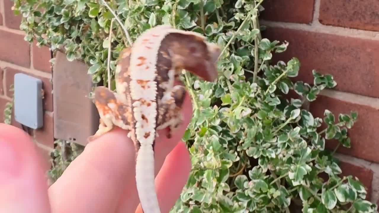 Gecko reptiles for sale: Various crested geckos  - Video 3