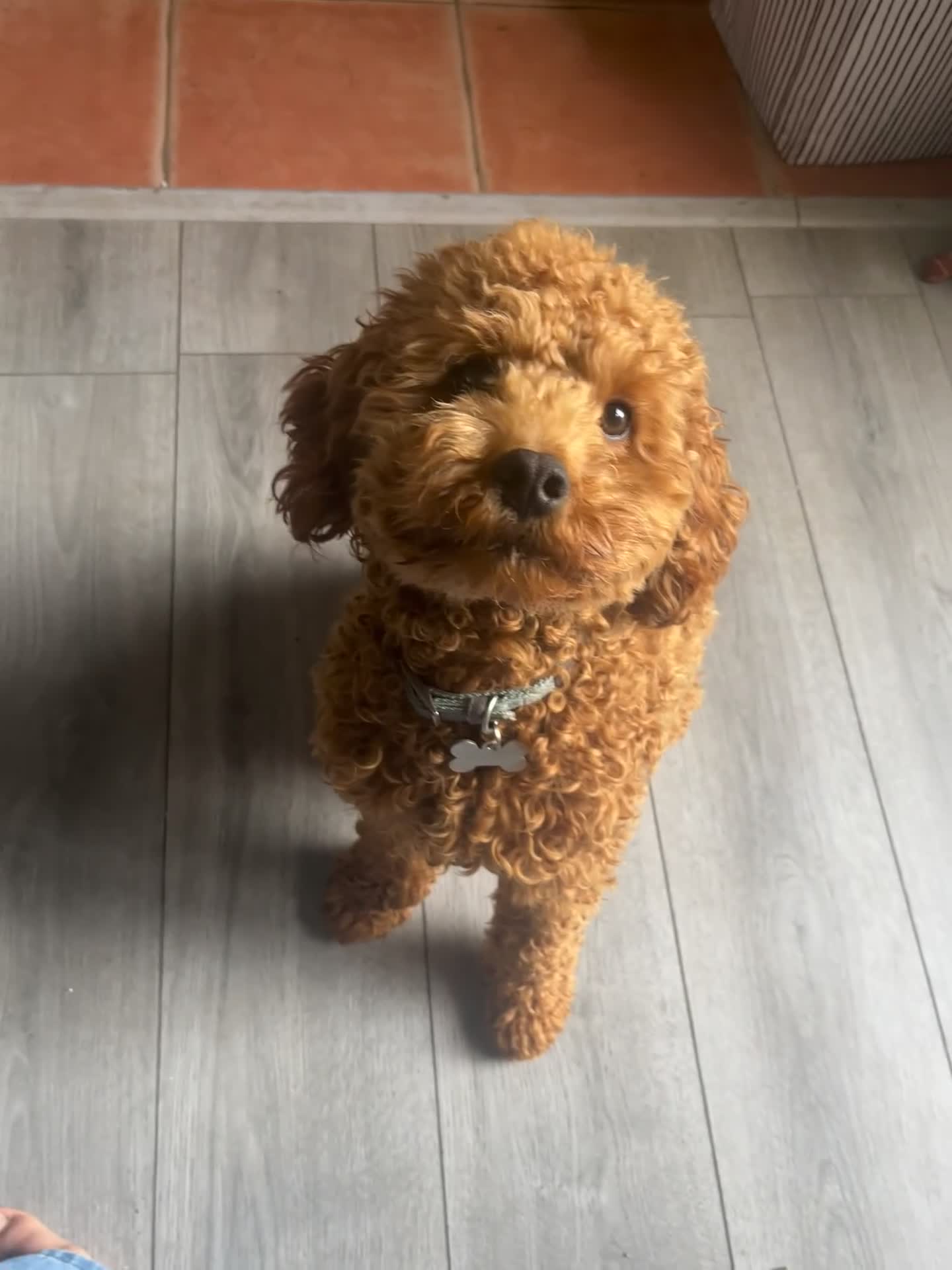 Cavapoo dogs for sale: Male Cavapoo for Rehome - Video 1