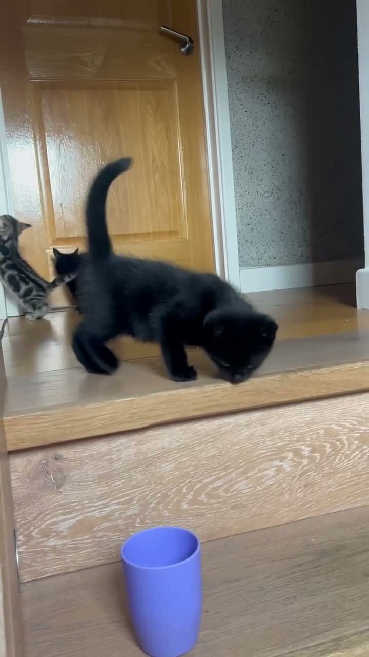 Mixed Breed cats for sale: 4 Beautiful Kittens Looking for Loving Homes!  in Dagenham - Video 1
