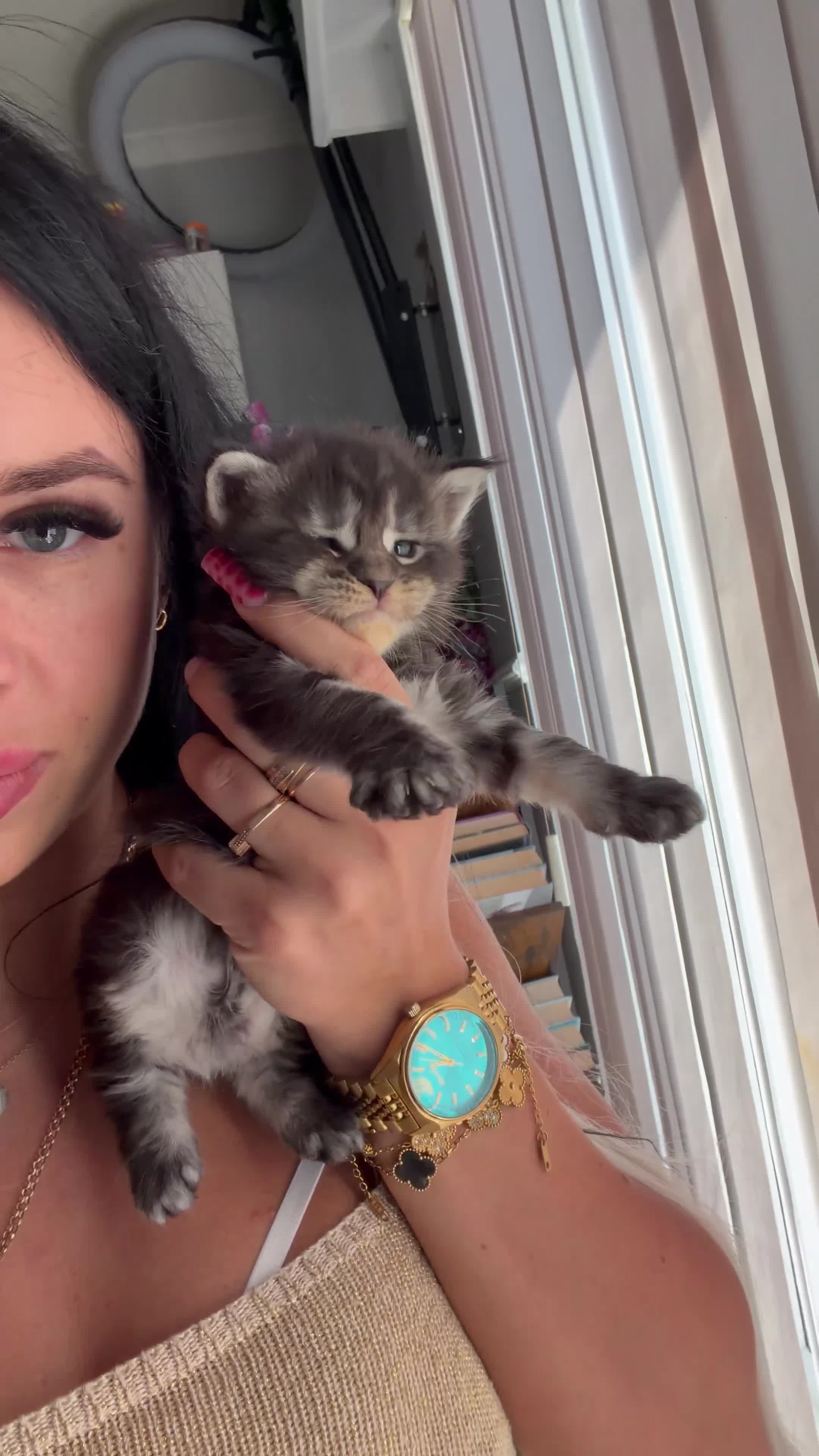 Maine Coon cats for sale: XL Russian maine coon ready to leave Monday 🌷✨ - Video 1
