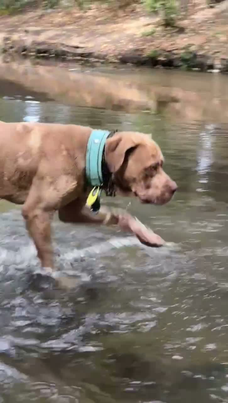 Bandog dogs for stud: Koda exceptional proven bandog stud  - Video 2