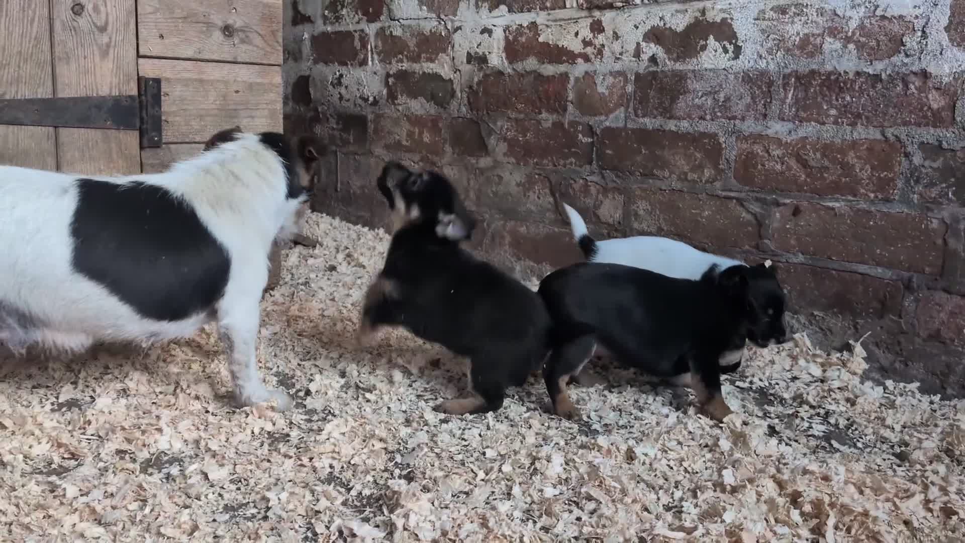 Jack Russell dogs for sale: Jack Russel Puppies for sale - Video 1