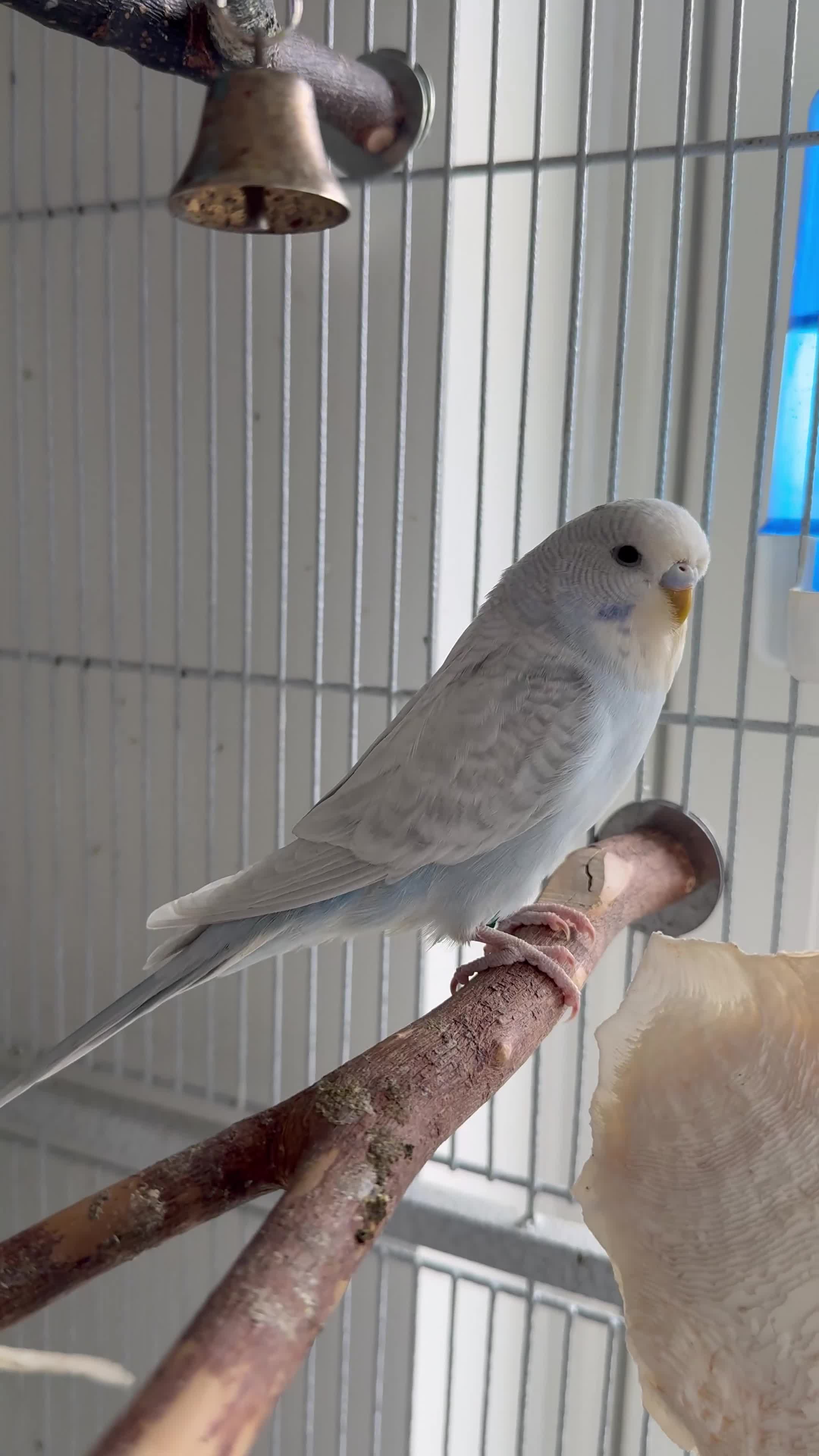 Budgerigars birds for sale: Young budgies for sale - Video 1