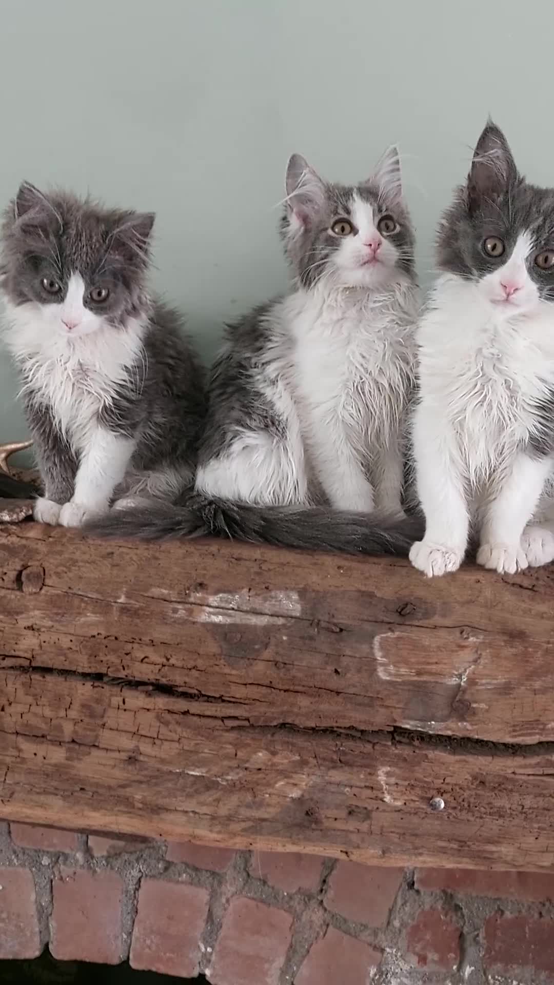 Maine Coon cats for sale: Maine Coon x Ragdoll 12 week kittens 2 male 2 fem - Video 1