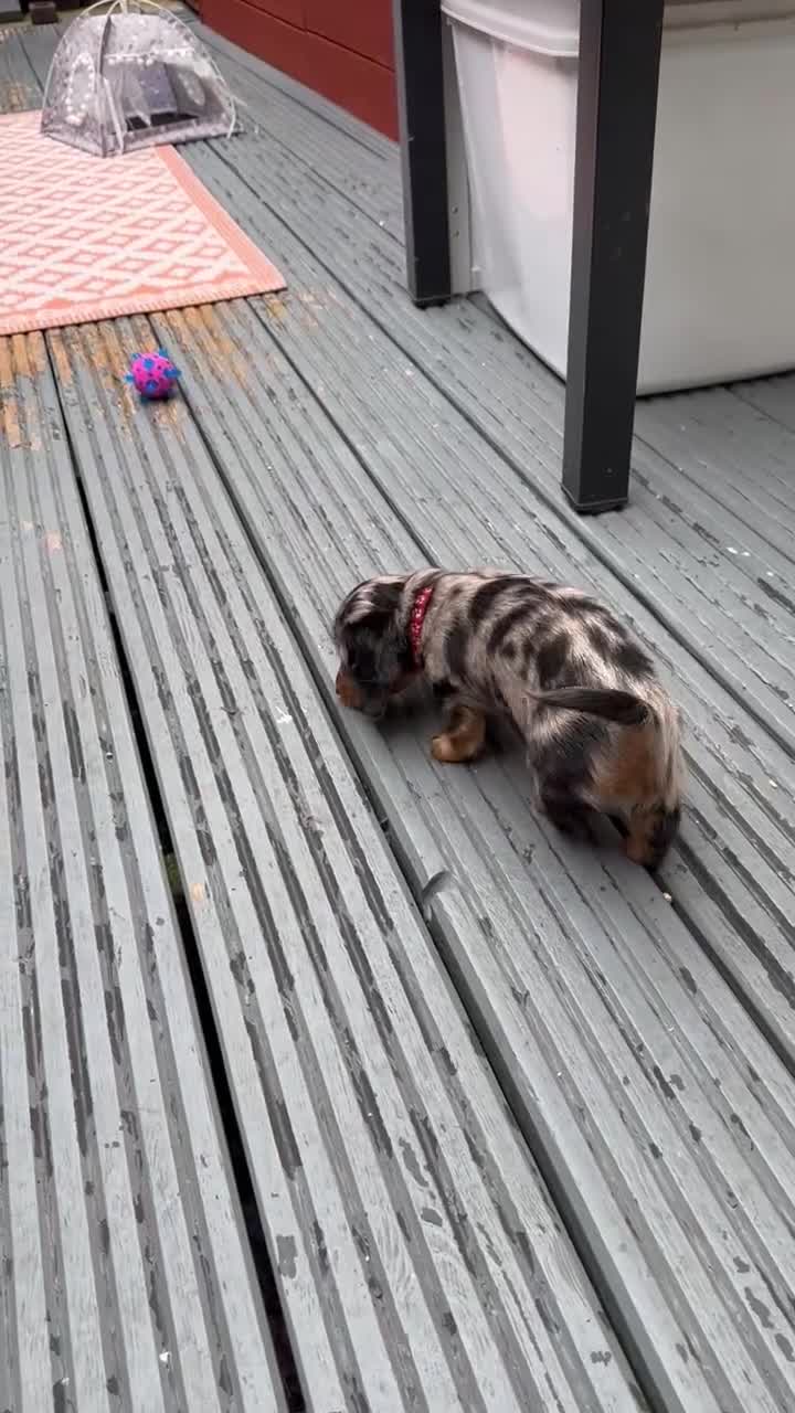 Dachshund dogs for sale: KC reg. Long hair miniature Dachshund puppies  - Video 3