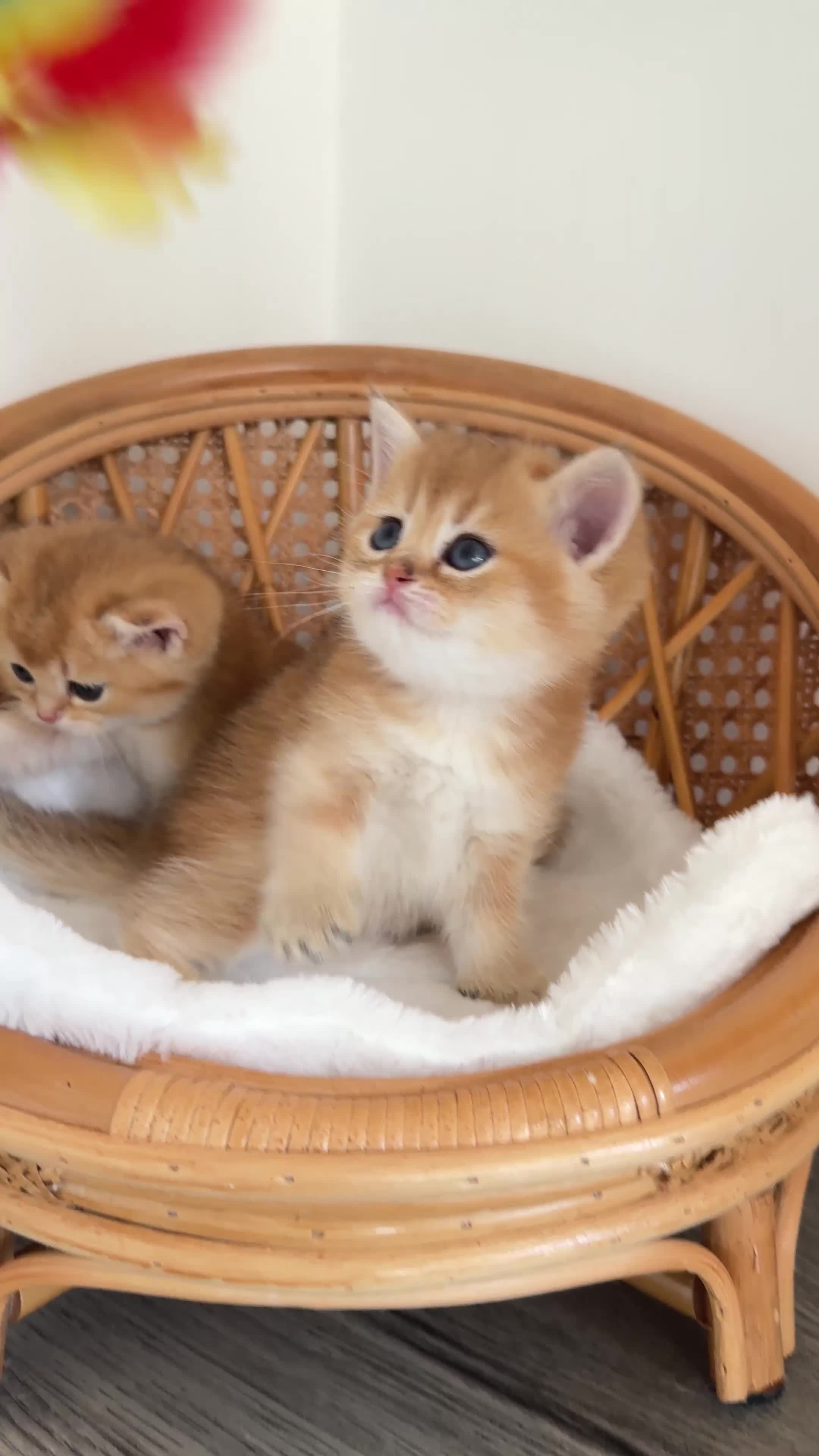 British Shorthair cats for sale: BSH Golden kittens exc quality🏆 Champion line  in Derby - Video 1