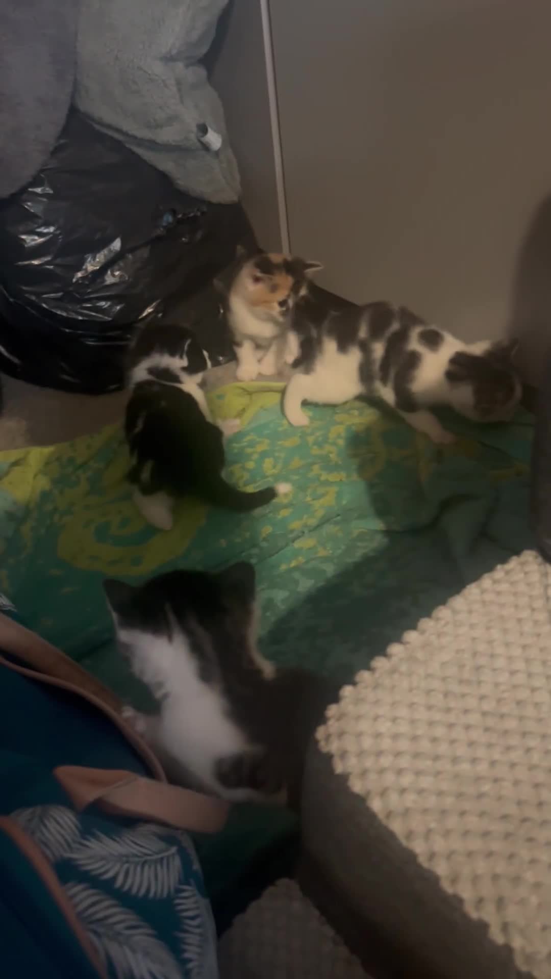 Mixed Breed cats for sale: 5 beautiful kittens  - Video 1